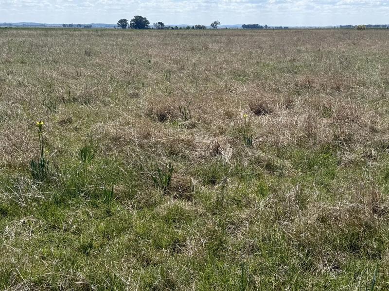 0 Bedroom Property for Sale in Koppies Free State